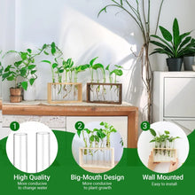 Charger l'image dans la galerie, vase en verre pour propagation des plantes
