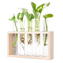 Charger l'image dans la galerie, vase en verre pour propagation des plantes
