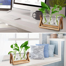 Charger l'image dans la galerie, terrarium en verre et en bois
